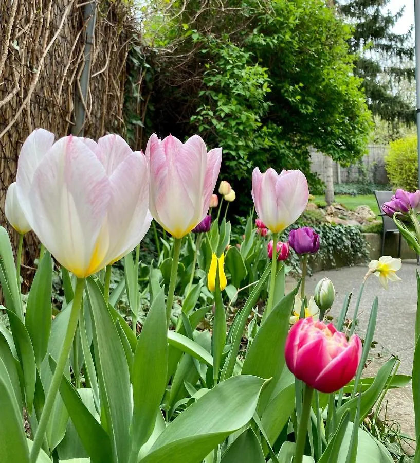 Gyoengyszem Vendeghaz Hotel Eger
